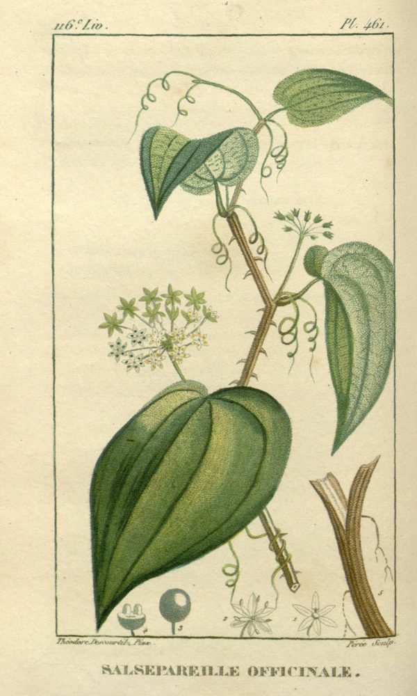 Sarsaparilla