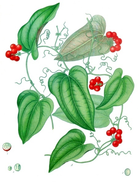 Sarsaparilla