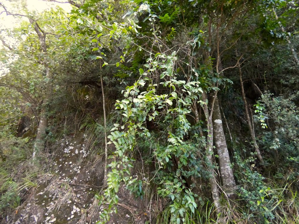 Sarsaparilla