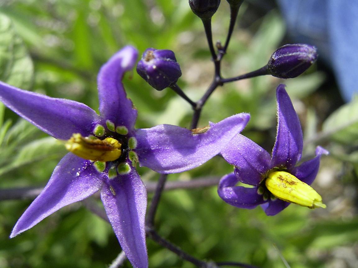 Bitter Nightshade