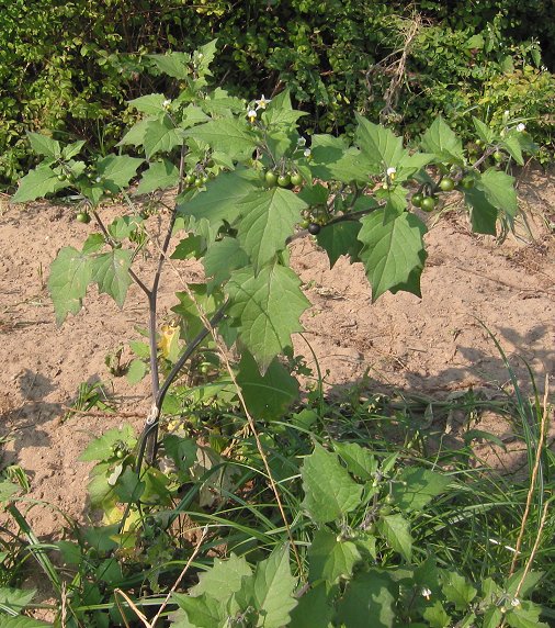 Black Nightshade