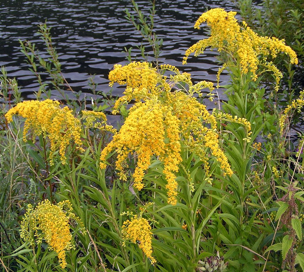 Early Goldenrod