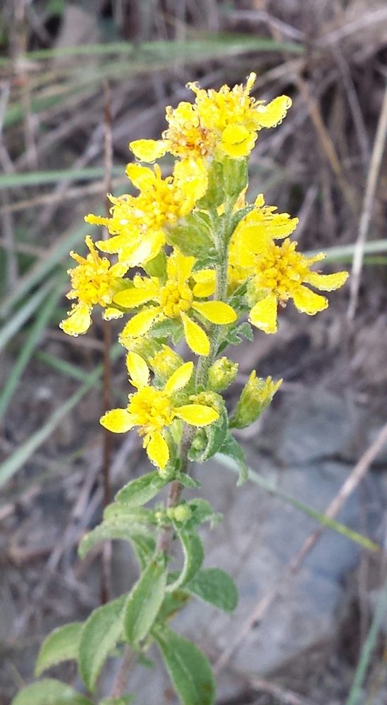 European Goldenrod