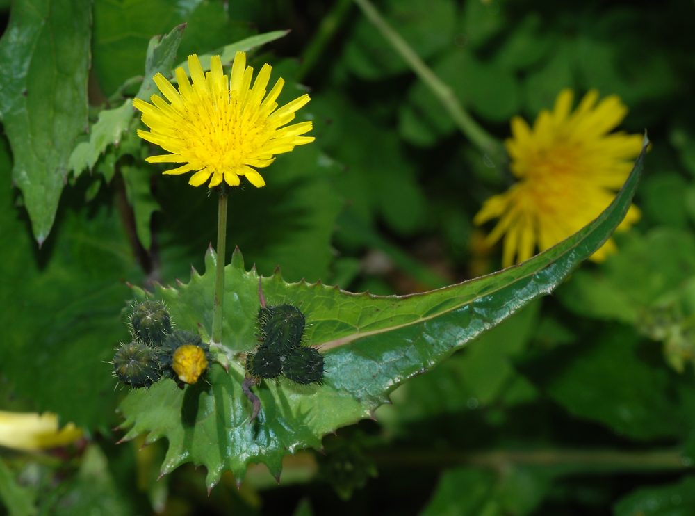 Cerraja
