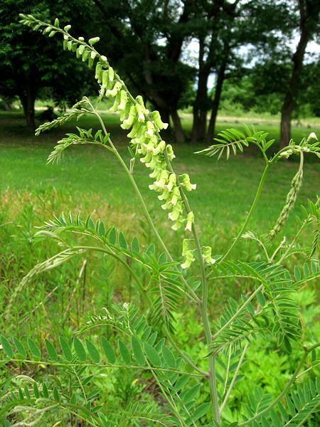 Shrubby Sophora