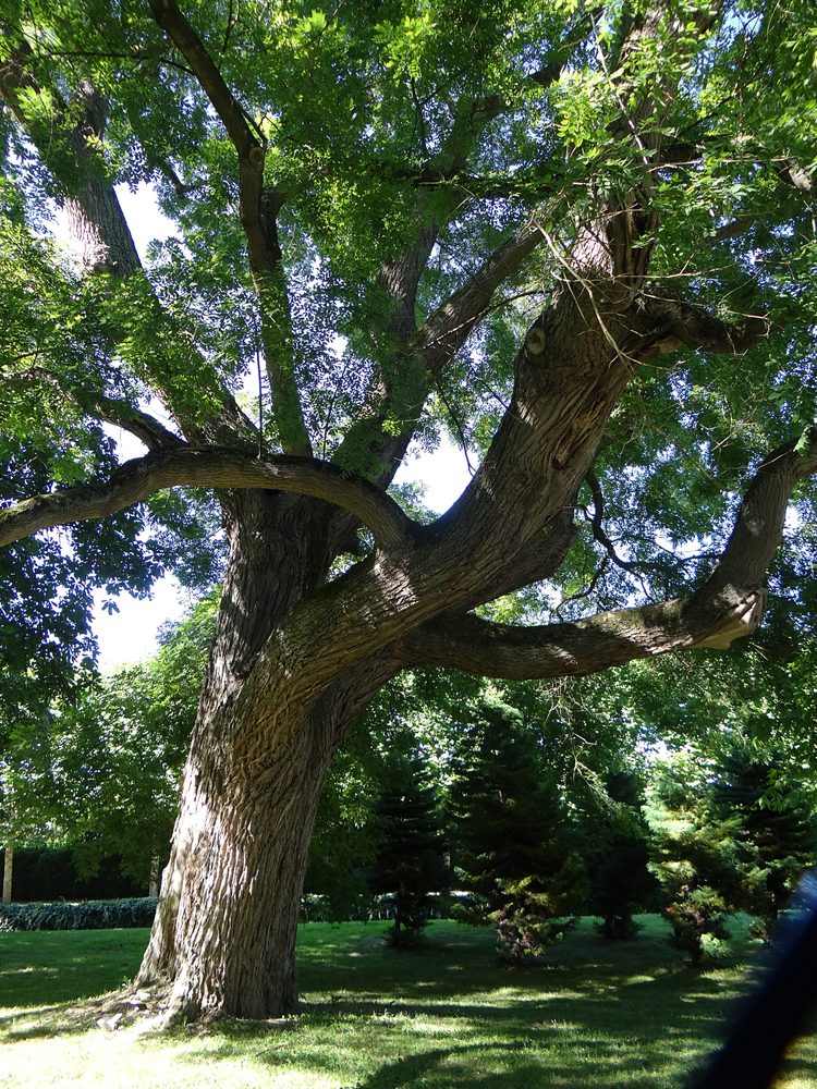 Japanese Pagoda Tree