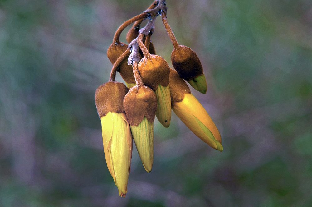 Siberian Pachycarpa