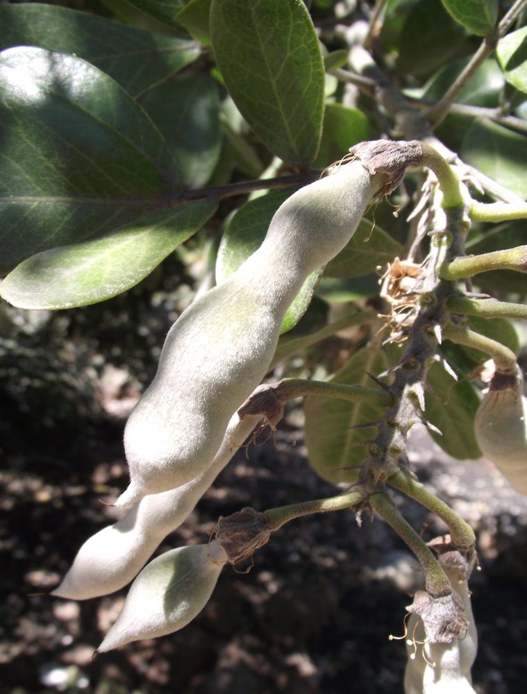 Mescal Bean