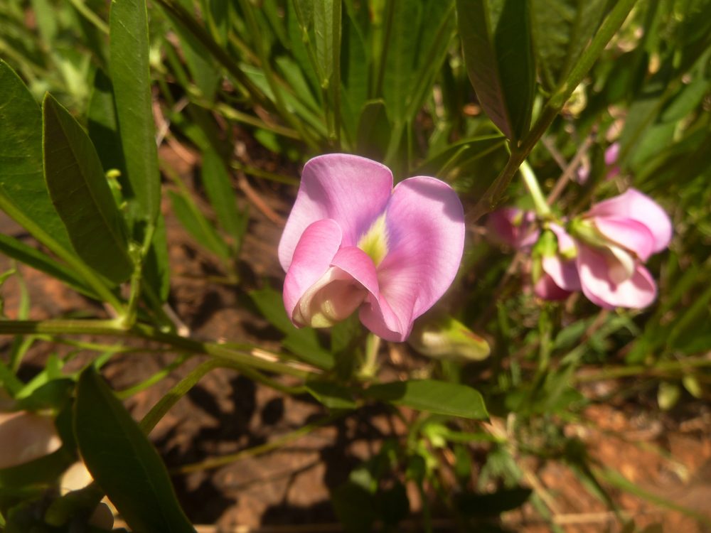 Sphenostylis angustifolia