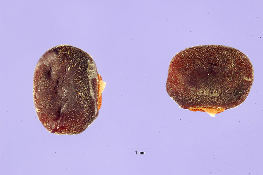 African Yam Bean