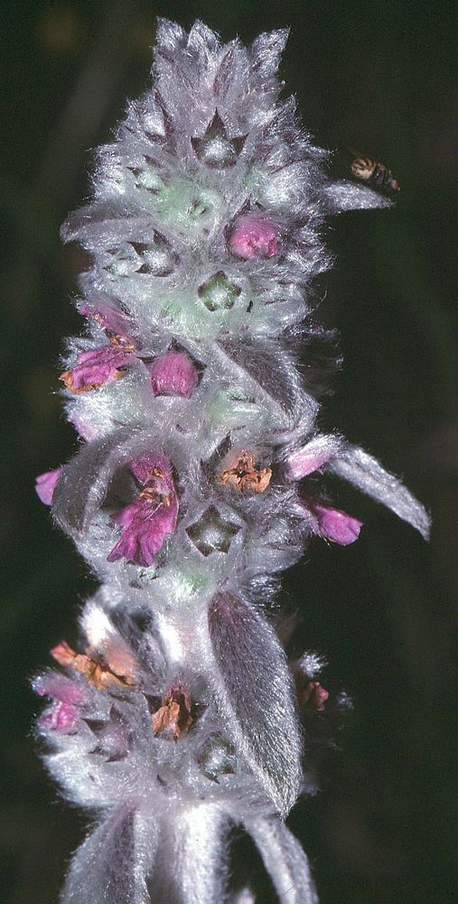 Downy Woundwort