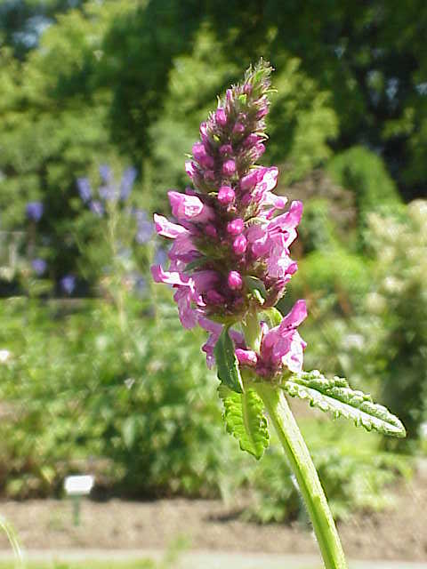 Stachys sieboldii