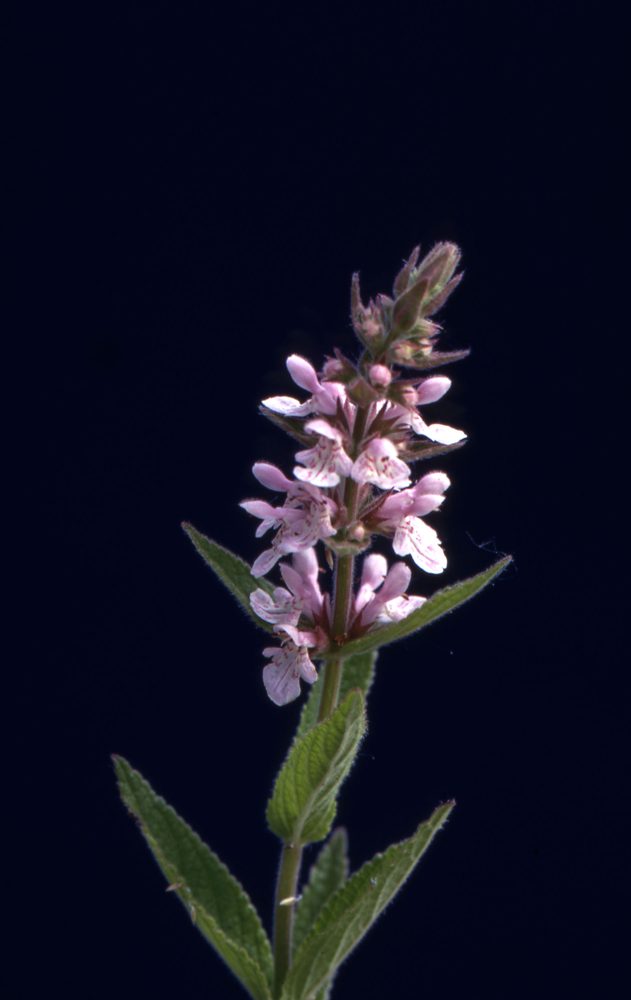 Woundwort