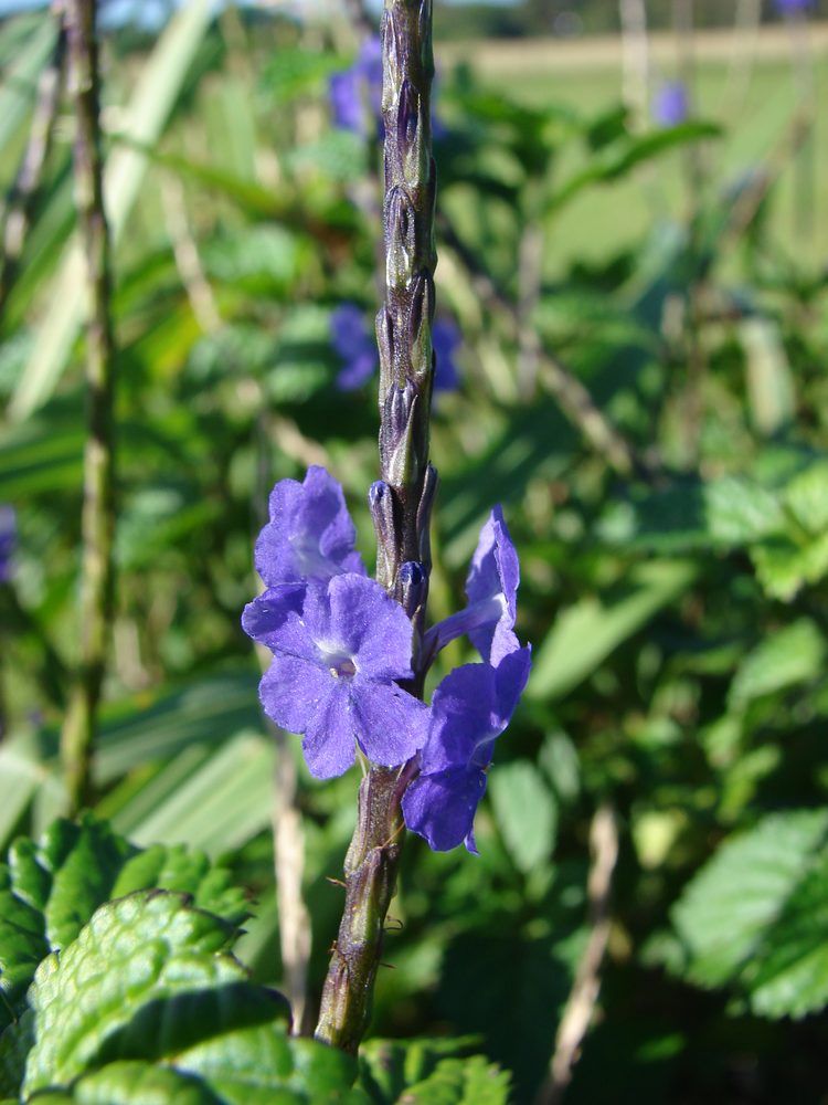 Verbena