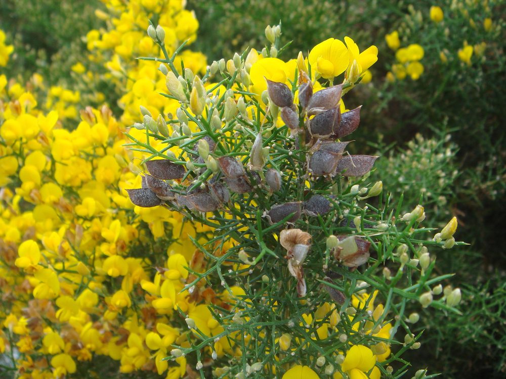 Stauracanthus boivinii