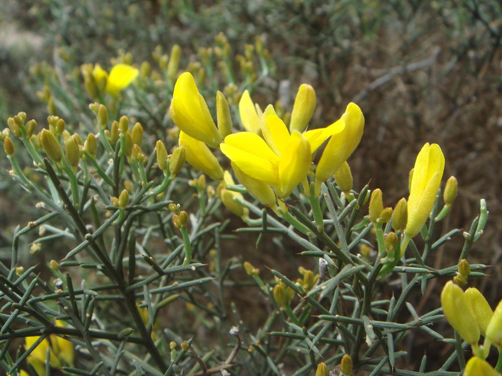 Stauracanthus genistoides