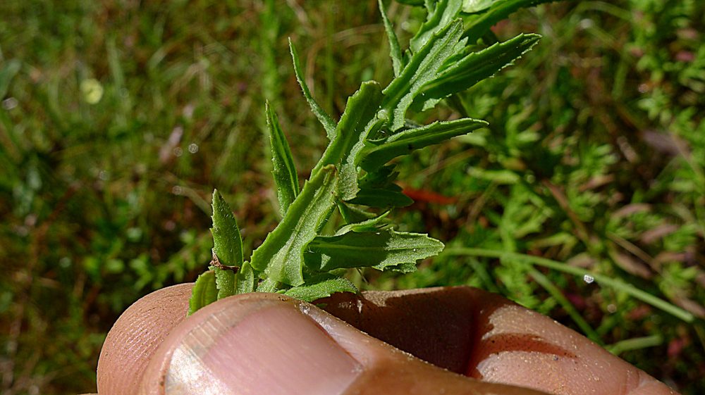 Stemodia maritima