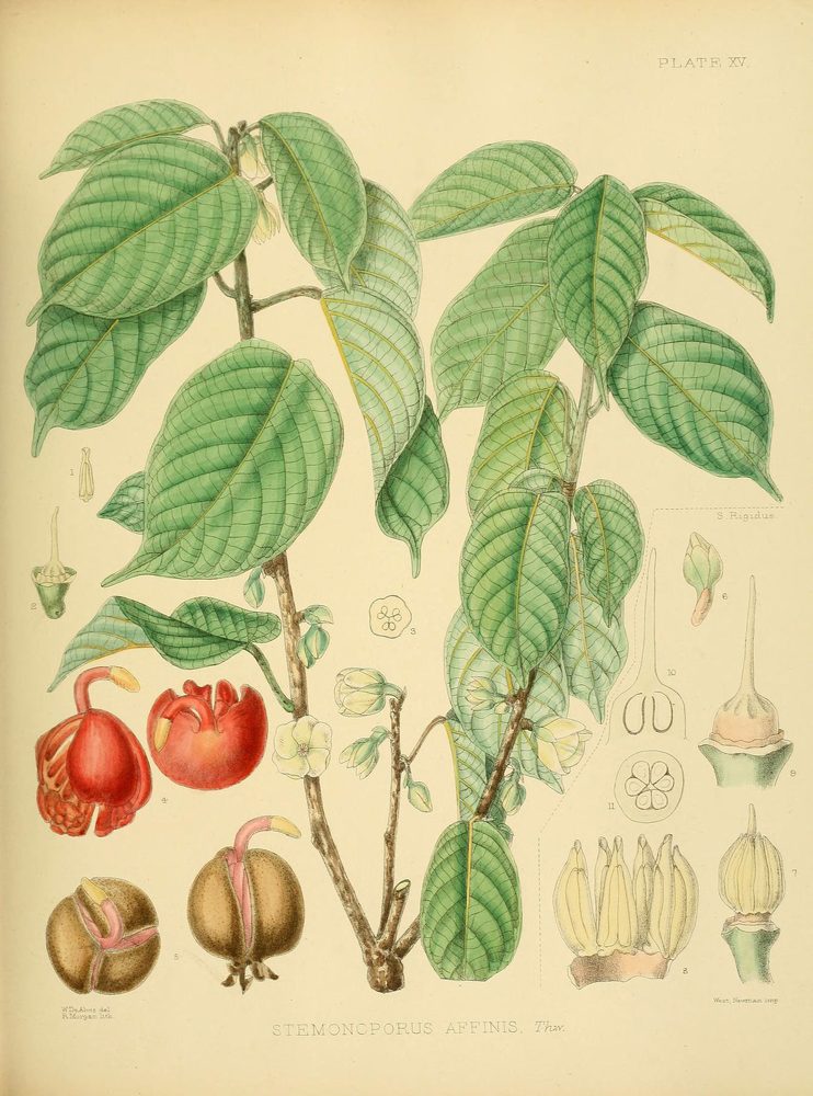 Stemonoporus affinis