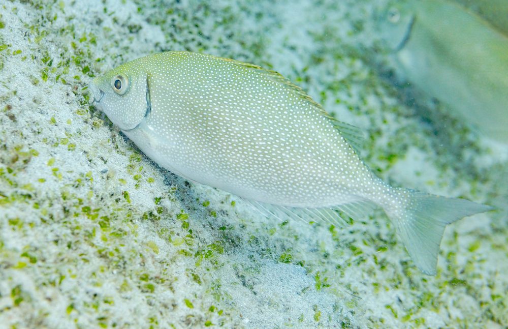 Stemonoporus canaliculatus
