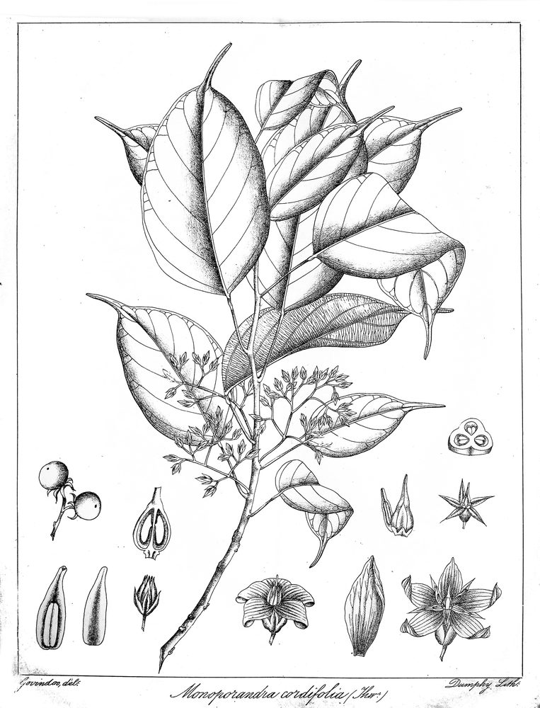 Stemonoporus cordifolius