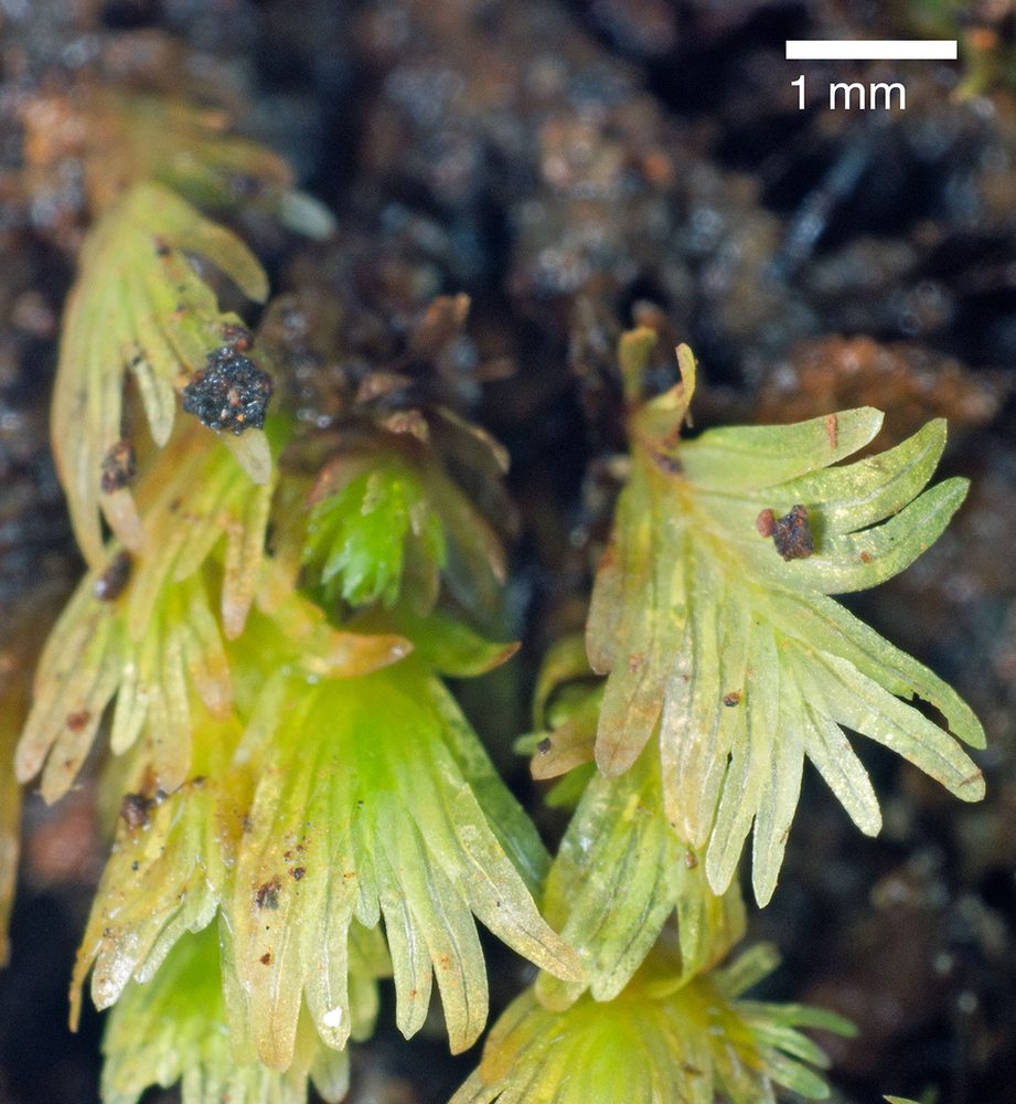 Stemonoporus oblongifolius