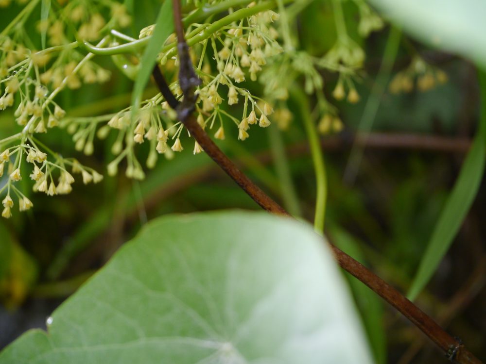 Indian Tape-Vine