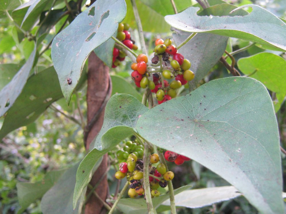 Japanese Tape-Vine