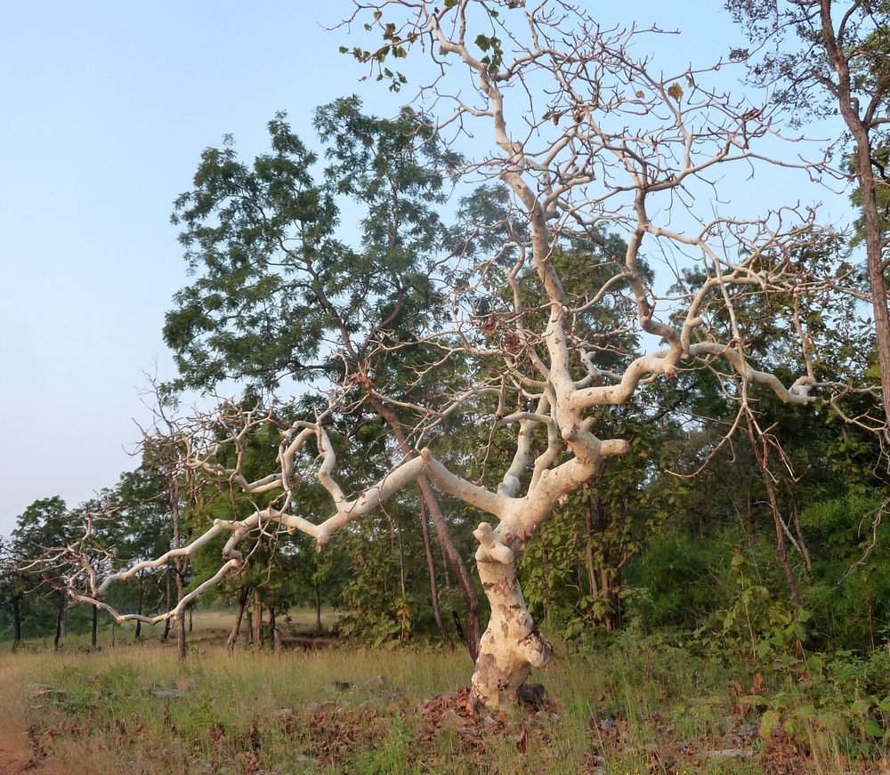 Karaya