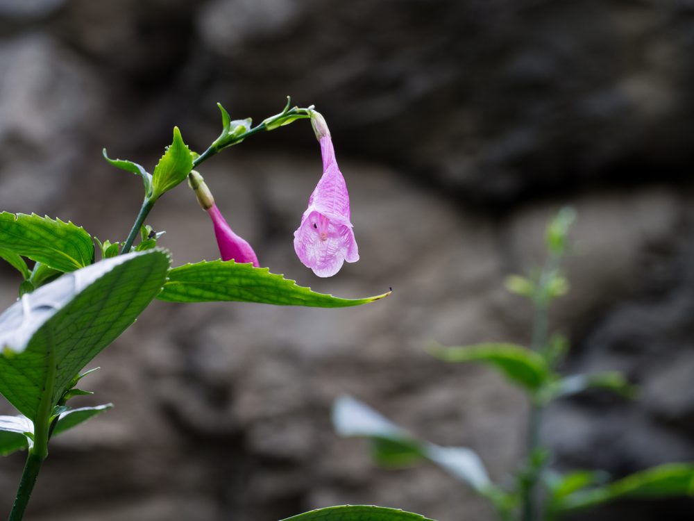 Strobilanthes cusia