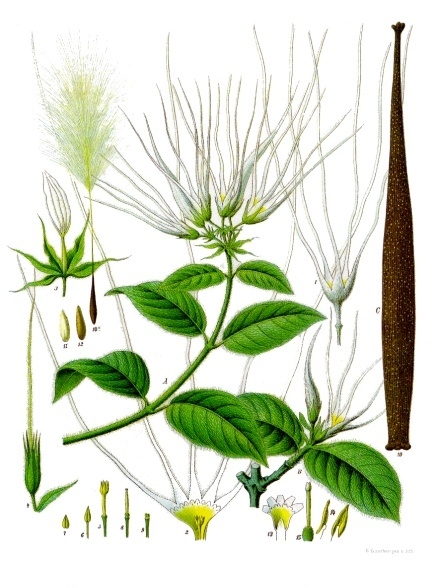 Hispid Ouabain