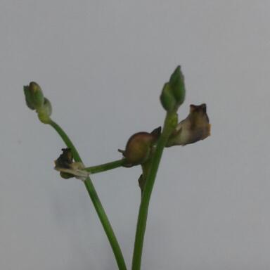 Strophostyles helvula