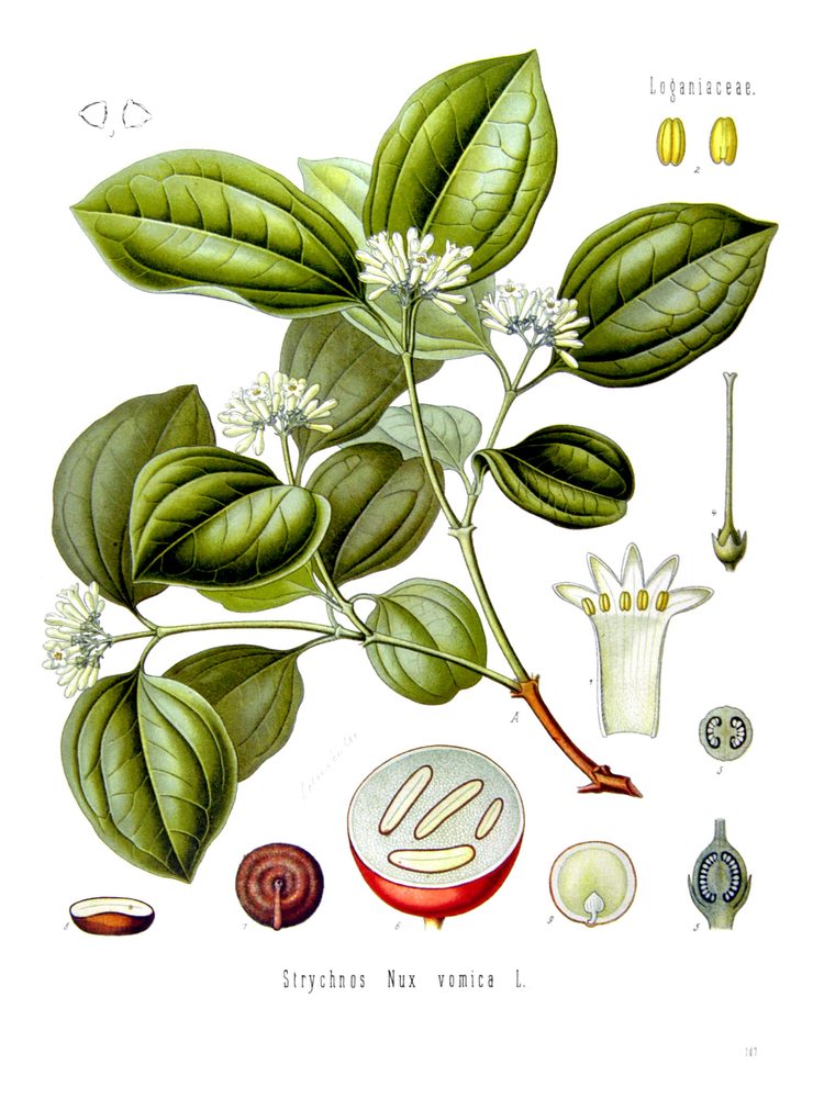 Nux-Vomica