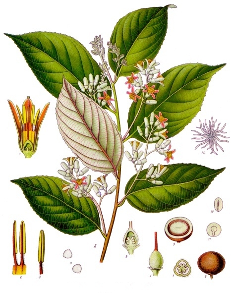 Benzoin