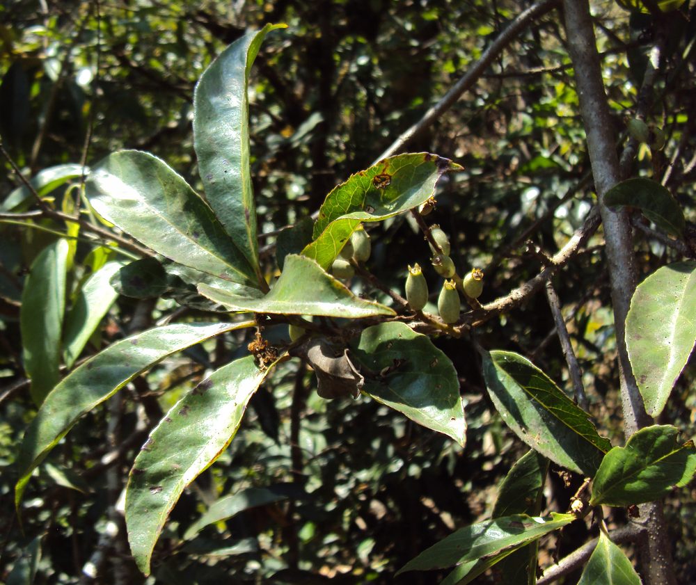Symplocos racemosa
