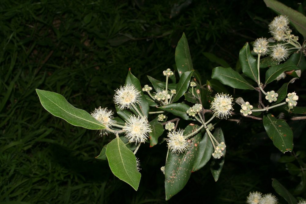 Syncarpia glomulifera