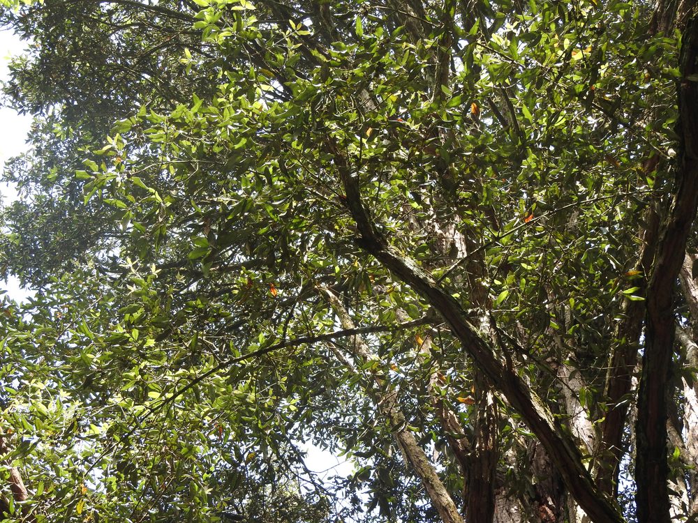 Syncarpia laurifolia