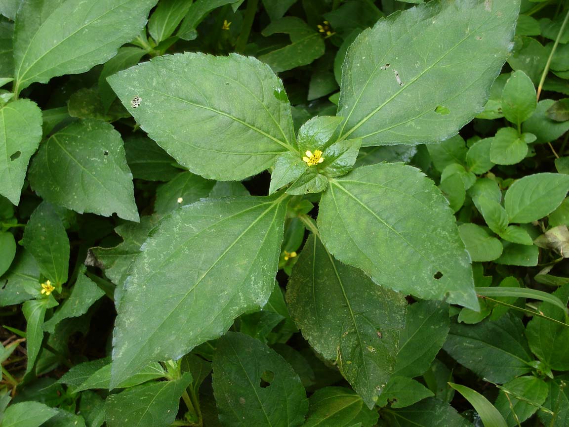 Synedrella nodiflora