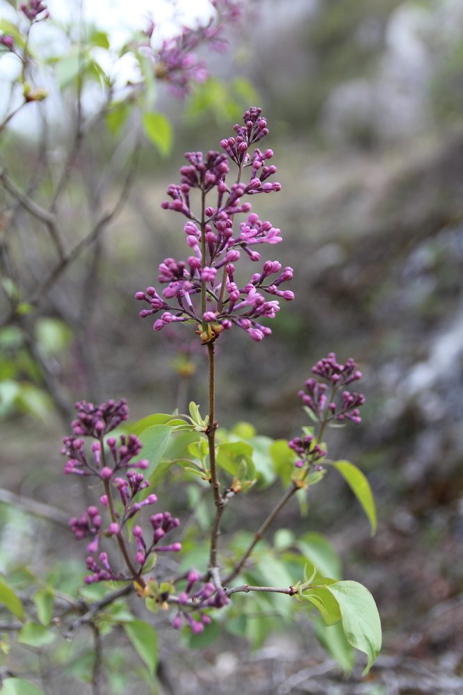Lilac