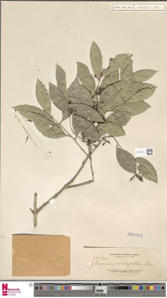 Syzgium claviflorum