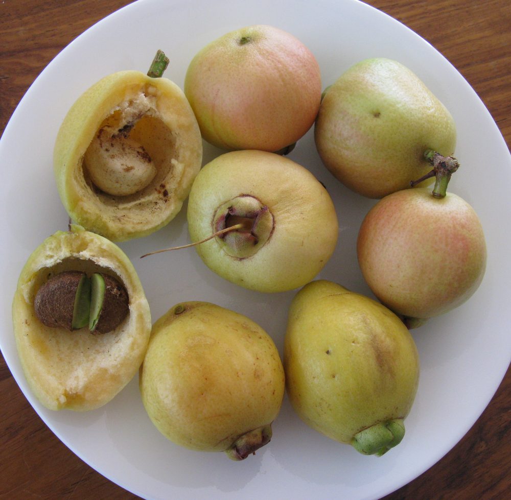 Pomarrosa