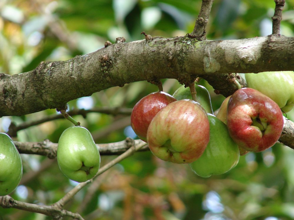 Malay Apple