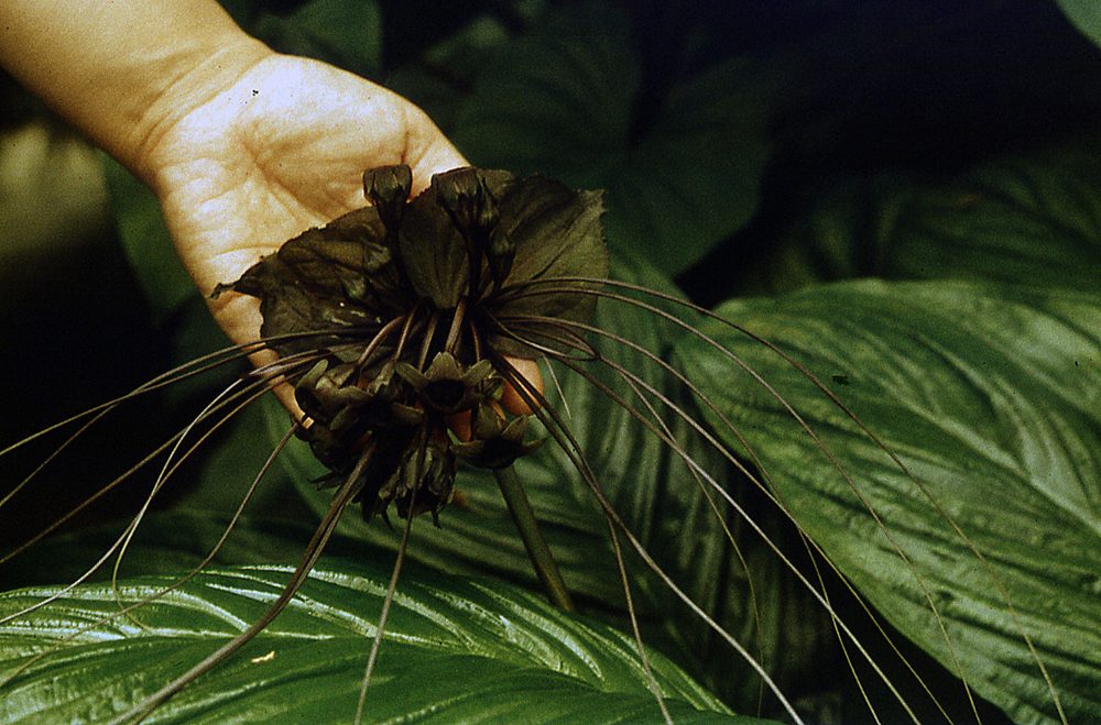 Tacca aspera