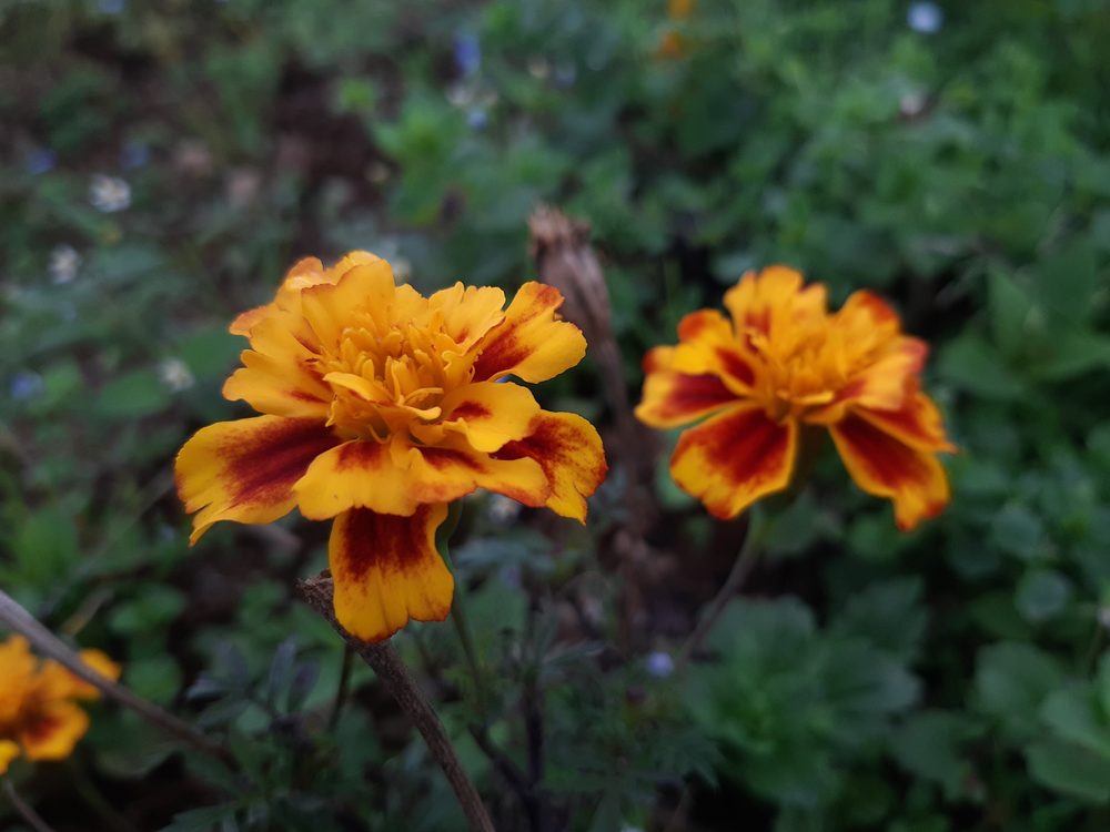Marigold
