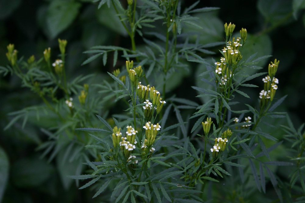 Wild Marigold