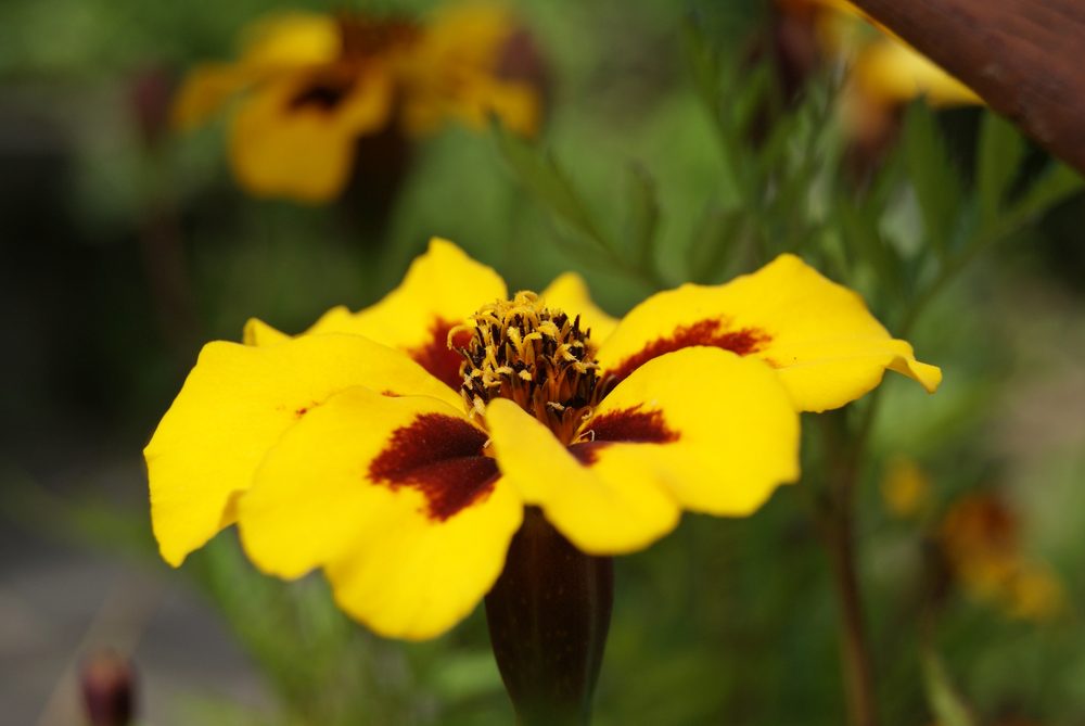 Marigold
