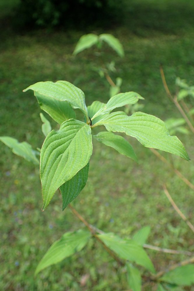 Talguenea quinquenervis