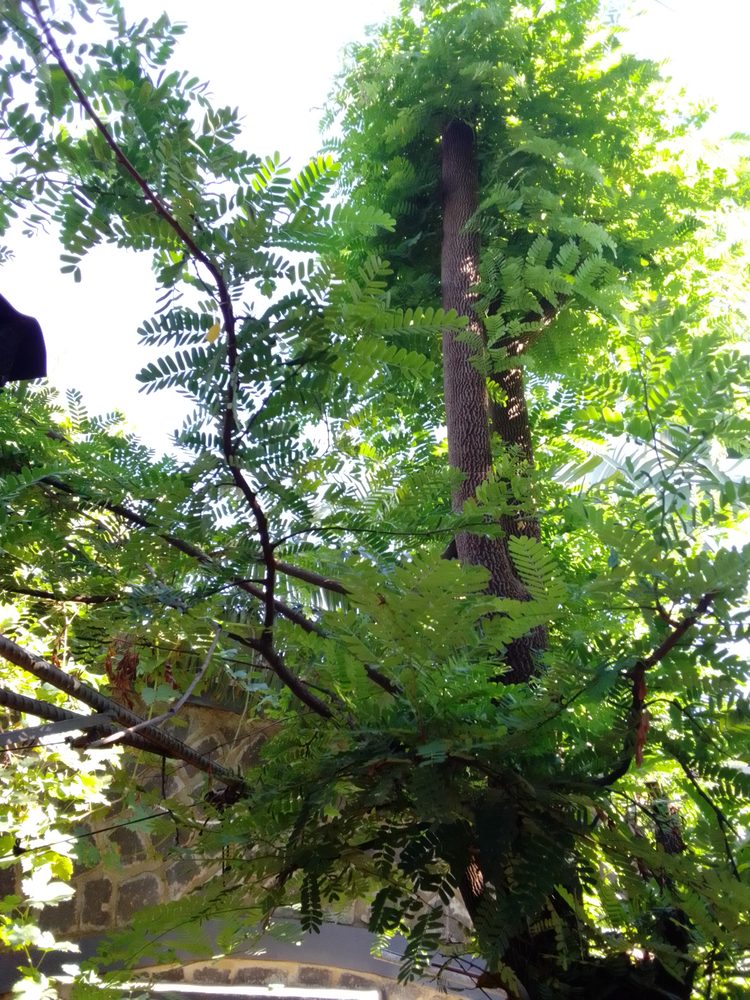 Tamarind