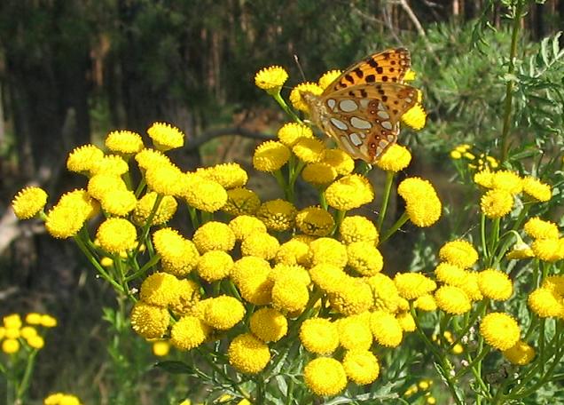 Tansy
