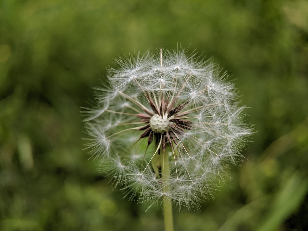 Mongoloid Dandelion