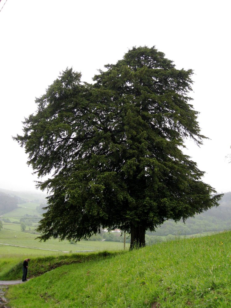 Common Yew